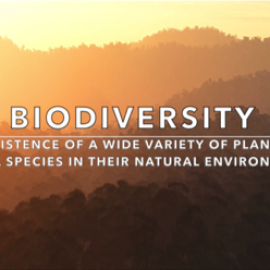 Heaven's Falling: V4B's Signature Video